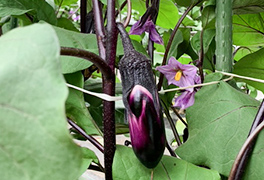 夏野菜（5～9月）