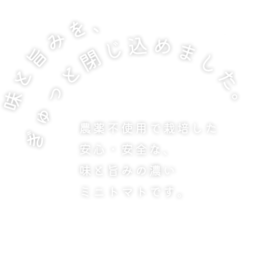 味と旨みを、ぎゅっと閉じ込めました。農薬不使用で栽培した安心・安全な、味と旨みの濃いミニトマトです。
